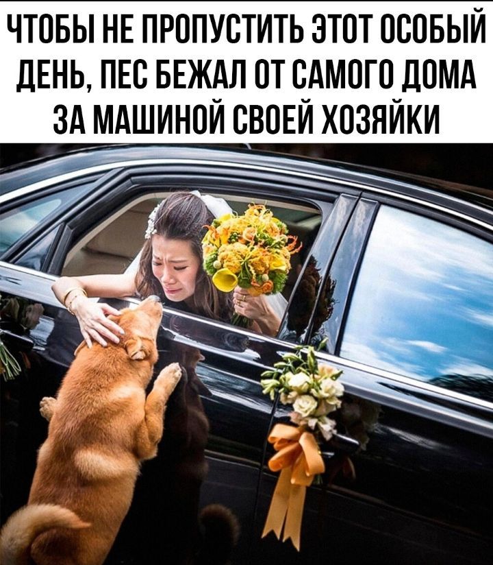 ЧТПБЫ НЕ ПРППУБТИТЬ ЭТОТ ОСОБЫЙ ЛЕНЬ ПЕС БЕЖАЛ ПТ Н_АМПГОДПМА ЗААШИНОИ СВПЕИ ХОЗЯИКИ