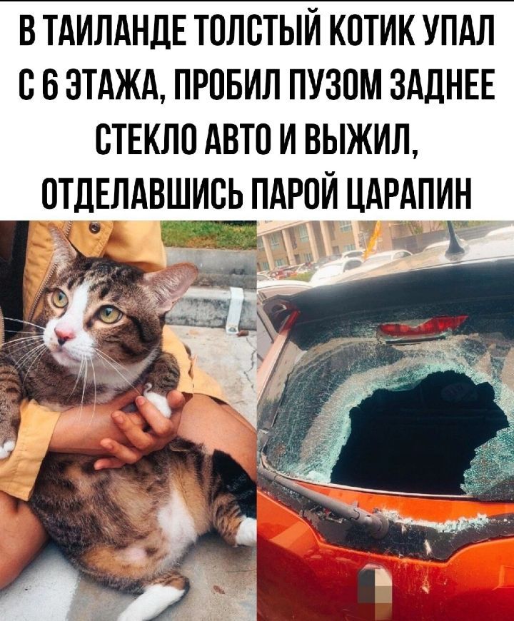 В ТАИЛАНДЕ ТОЛОТЫЙ КОТИК УПАЛ О 6 ЭТАЖА ПРОБИП ПУЗОМ ЗАДНЕЕ СТЕКЛО АВТО И ВЫЖИЛ ОТЛЕЛАВШИОЬ ПАРОЙ ЦАРААИН