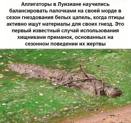 Аппигаторы в Луизиане научились балансировшь палочками на своей морде в сезон гнщования белых цапель когда птицы активно ищут материалы для своих гнезд это первый известный случай использования хищниками приманок основанных на сезонном поведении их жертвы