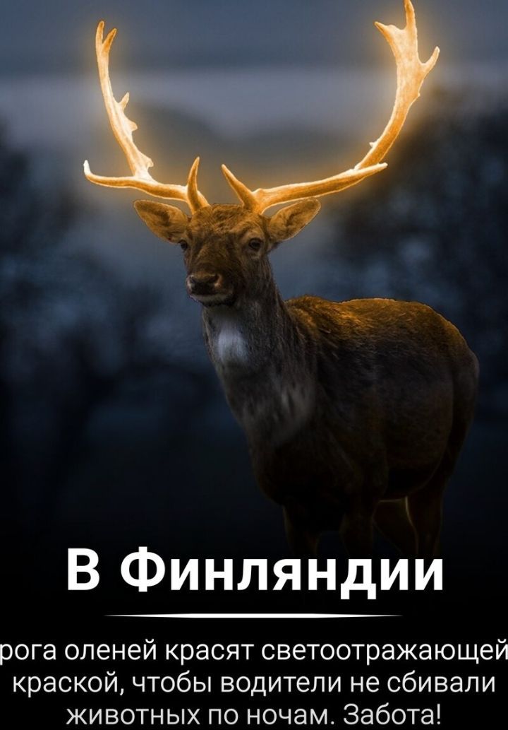 В Финляндии рога оленей красят светоотражающей краской чтобы водители не сбивали животных по ночам Забота