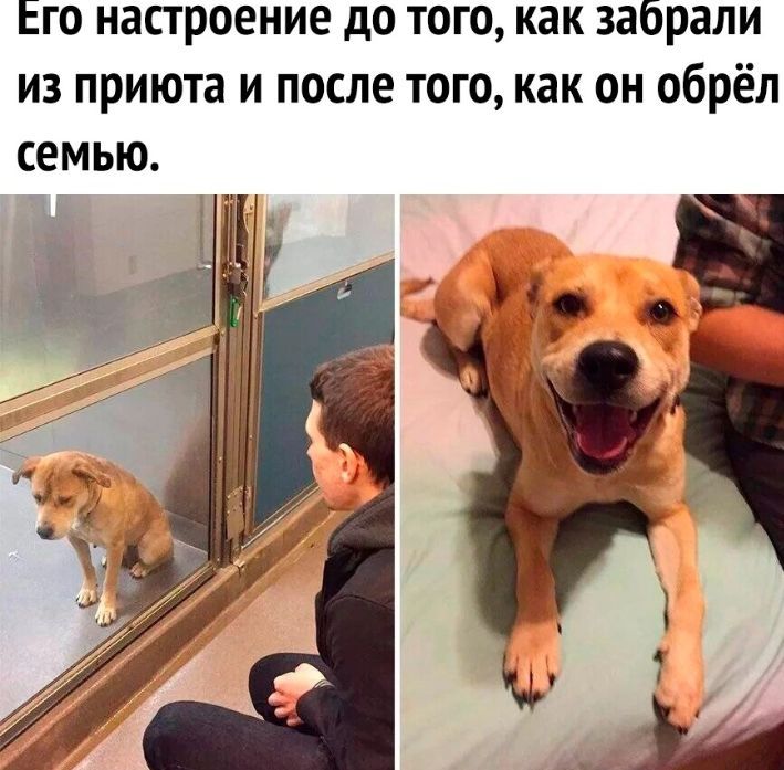 ЕГО настроение до ТОГО как забрали ИЗ приюта И ПОСЛЕ ТОГО как ОН обрёл СЕМЬЮ