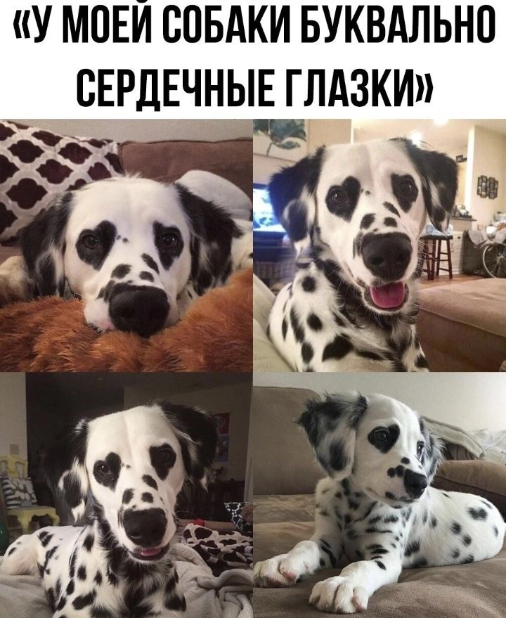 У МОЕИ СОБАКИ БУКВАЛЬНП