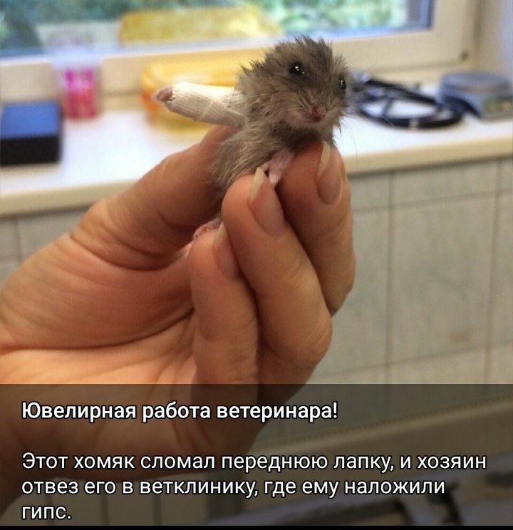 Ювелирная работа ветеринара Этот хомяк сломал переднюю папку и хозяин отвез его в ветклинику где ему наложили гипс