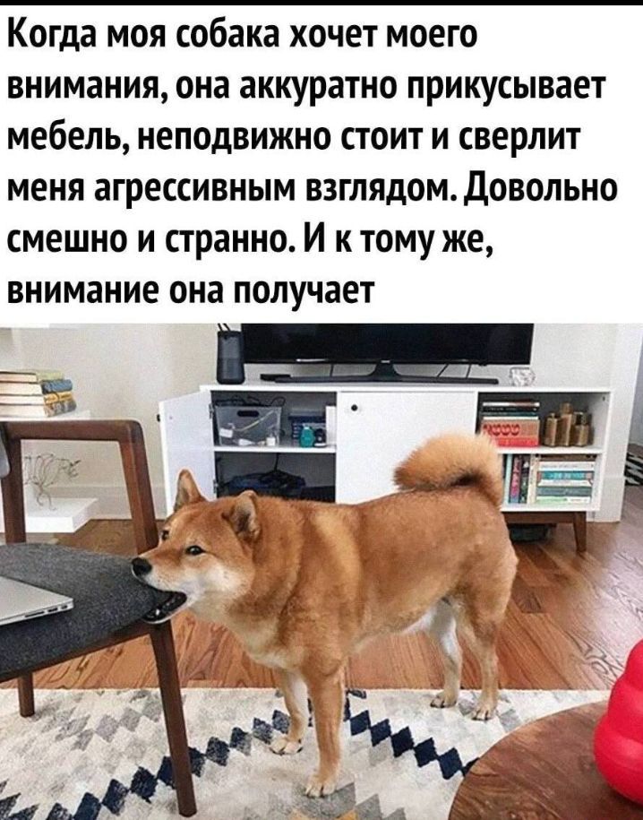 Когда МОЯ собака ХОЧЕТ МОЕГО внимания она аккуратно ПОИКУСЫВЗеТ МЕБЕЛЬ неподвижно СТОИТ И СВЕРДИТ меня агрессивным ВЗГЛЯДОМдОВОЛЬНО СМЕШНО И странно И К ТОМУ же внимание она ПОЛУЧВЕТ