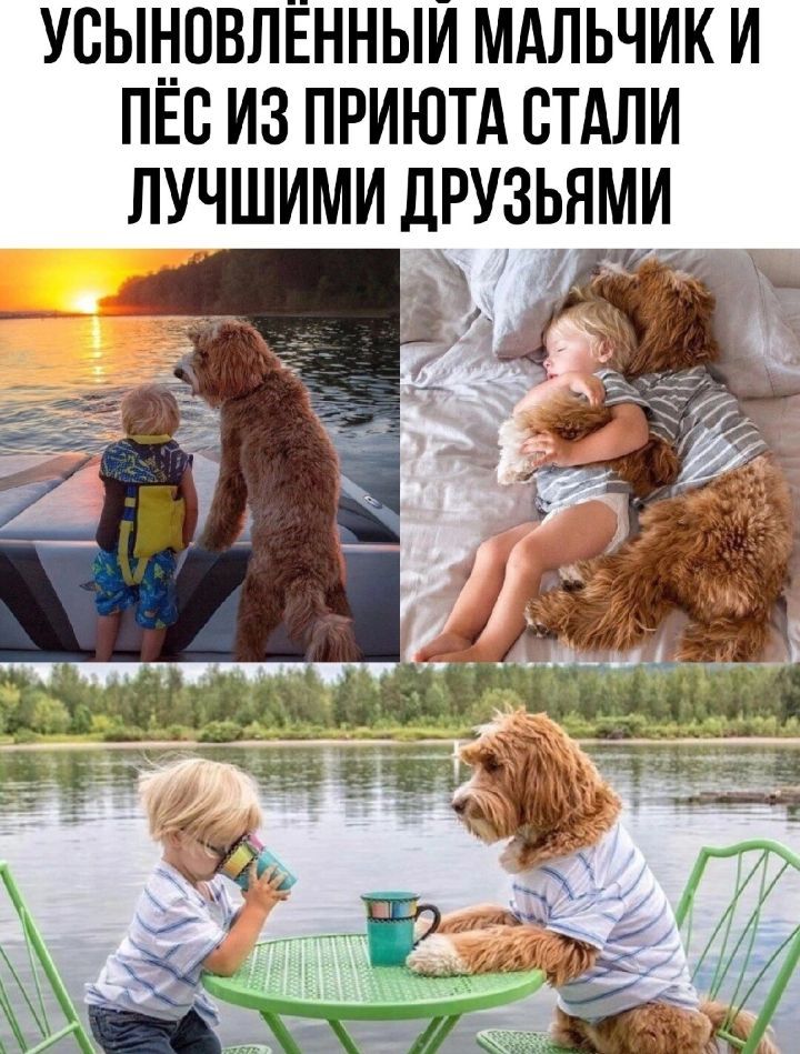 УВЫНПВЛЁННЫИ МАЛЬЧИК И ПЕБ ИЗ ПРИЮТА СТАЛИ ЛУЧШИМИ ДРУЗЬЯМИ