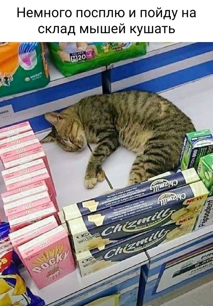 Немного посплю и пойду на склад мышей кушать
