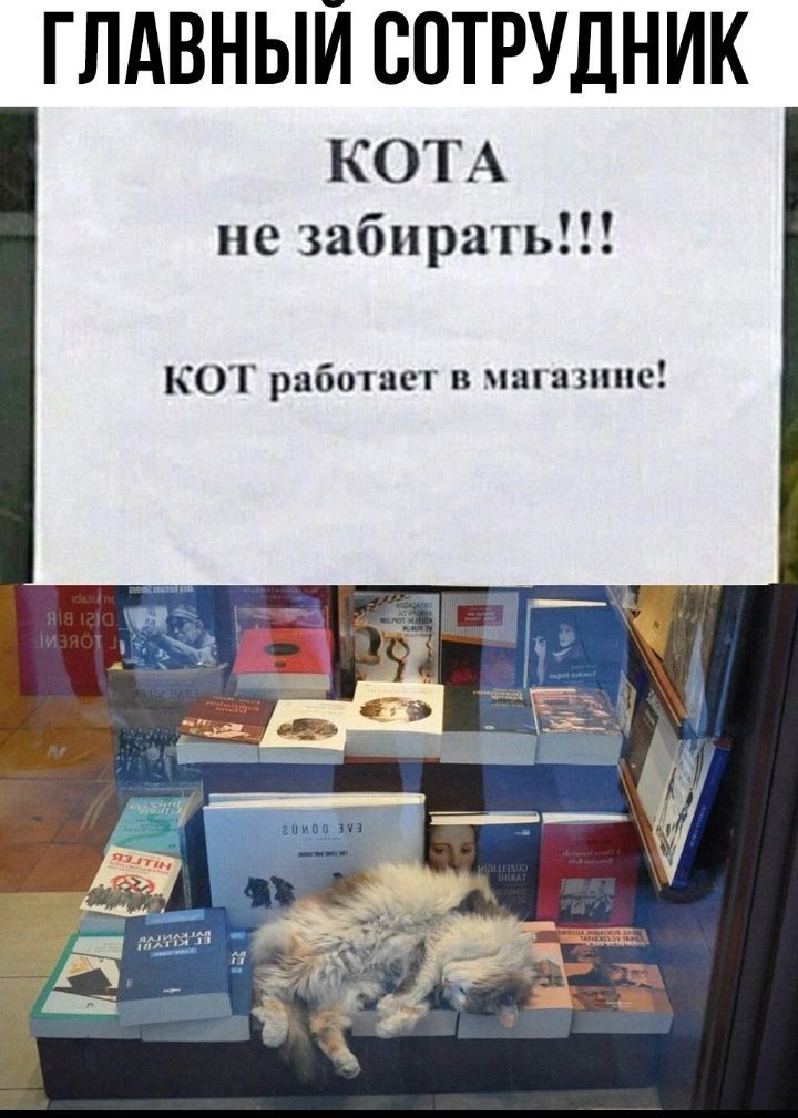 ГЛАВНЫЙ СОТРУДНИК КОТА не забирать КОТ раб тттттттттт а ниш
