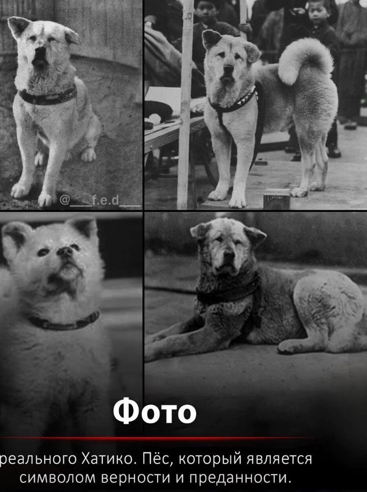 Фото реального Хатико Пёс который является символом верности и преданности