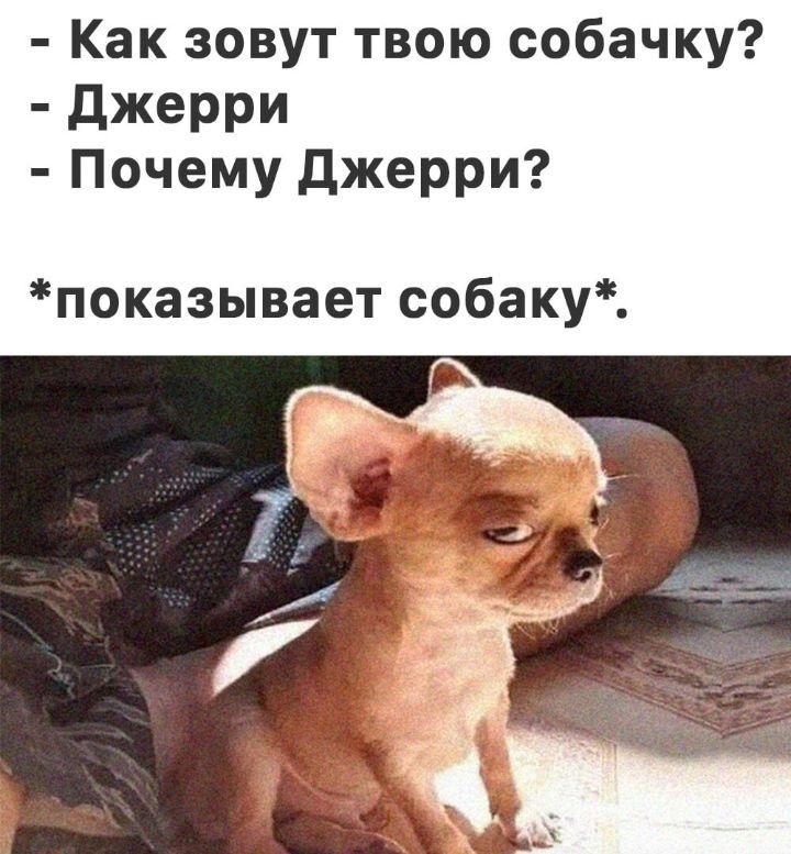 Включи твоя собачка