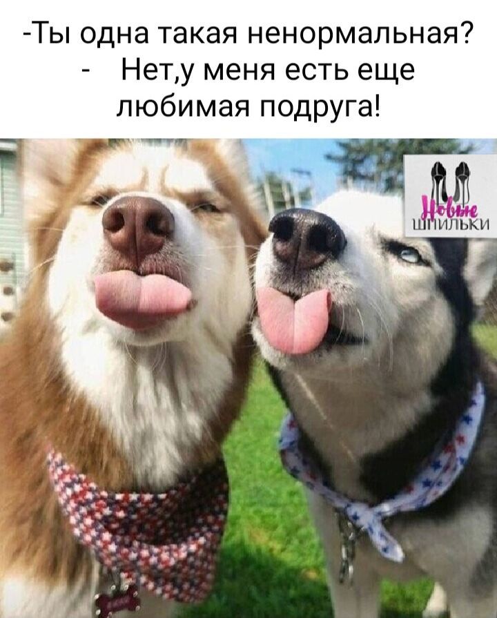 Ты одна такая ненормальная Нету меня есть еще любимая подруга