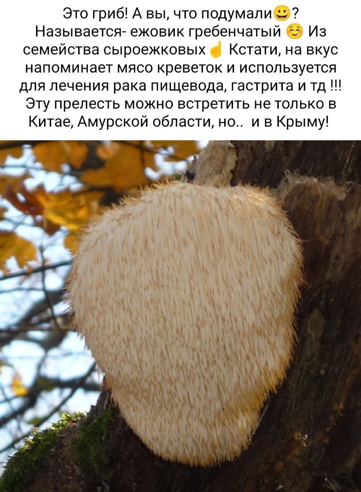 Это гриб А вы что подумали Называет ежовик гребенчатыи Из семейства сыроежковых Кстати на вкус напоминает мясо креветок и используется для лечения рака пищевода гастрита и тд Эту прелесть можно встретить не только в Китае Амурской области но и в Крыму