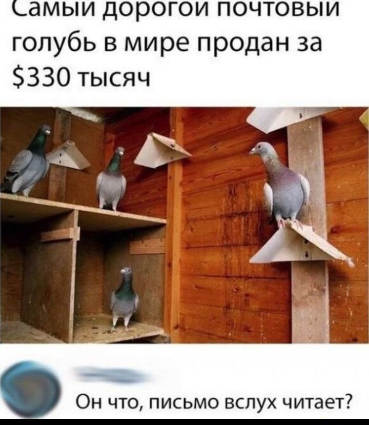 амыи дорогои почтовыи голубь в мире продан за 330 тысяч Он что письмо вслух читает