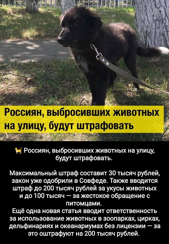 _ ц Россиян выбросивших животных на улицу будут штрафовать Максимальный штраф составит 30 тысяч рублей закон уже одобрили в совфеде Также вводится пп раф до 200 тысяч рублей за укусы животных и до 100 тысяч за жестокое обращеиие с питомцами Ещё одна новвя статья вводит шветственность за использование животных в яоопарщ цирках дельфинариях и океанариумах без лицензии за это оштрафуют на 200 тысяч р