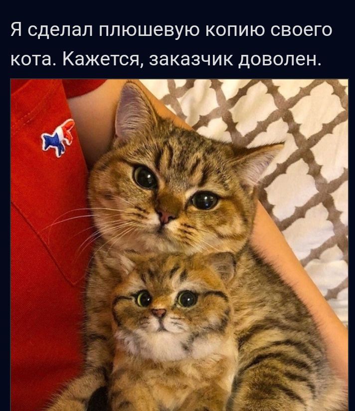 Я сделал плюшевую КОПИЮ СВОЕГО кота Кажется ЗЗКЗЗЧИК доволен