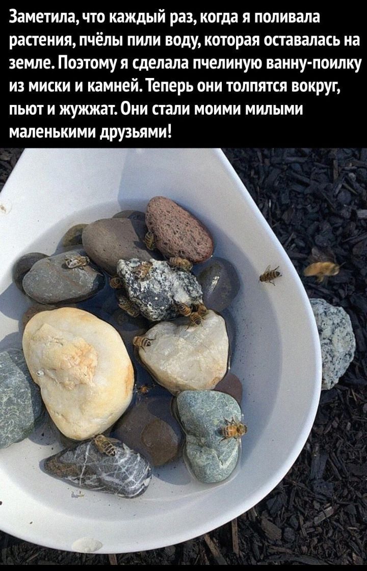 Замечипадто каждый раз когда я поливала растения пчёлы пили воду КОТОРЗЯ оставалась на земле Поэтому я сделала пчелииую ванну поилку ИЗ МИСКИ И КВМИЕЙТеПЕрЬ ОНИ толпятся вокруг ПЬЮТИ 1011 ПБЛИ МПИМИ МИПЫМИ маленькими друзьями
