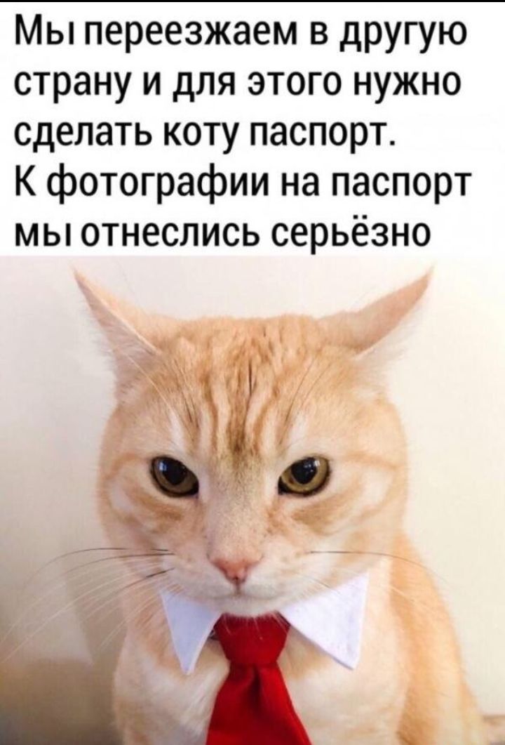 Мы переезжаем в другую страну и для этого нужно сделать коту паспорт К фотографии на паспорт мы отнеслись серьёзно