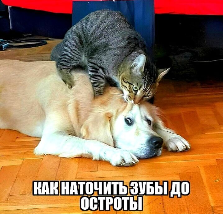 ШШМТВЧИТЩЗУБЫ до ___ МЕТРЕПЬШ