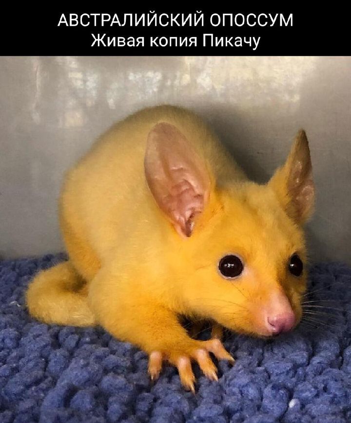 АЕСТРАПИЙСКИЙ ОПОССУМ Живая копия качу