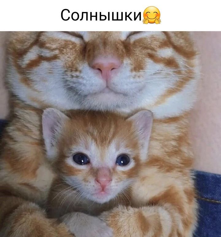 Солнышки