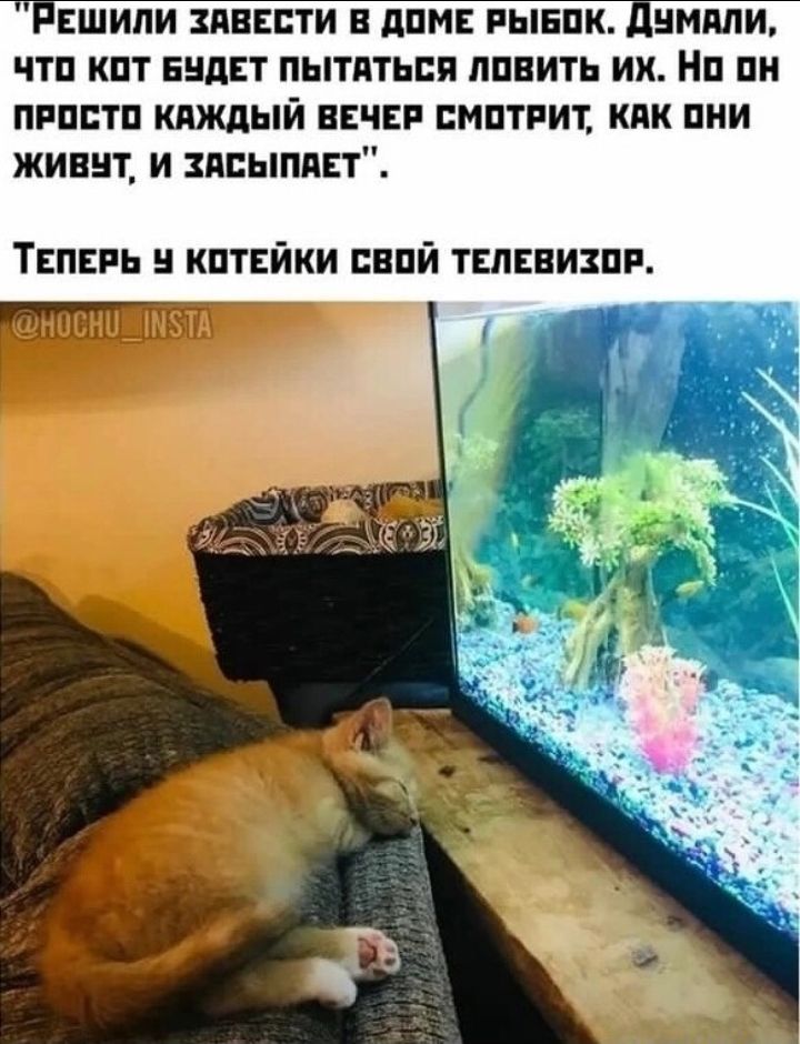 шипи зяпксти ппмъ нынпк чтп кпт нндвт пытаться ппнить их Ни пи пнпптп кяждый начни мптнит кпк пни жинт и выплат Твпвпь кпткйки впй телевизпн