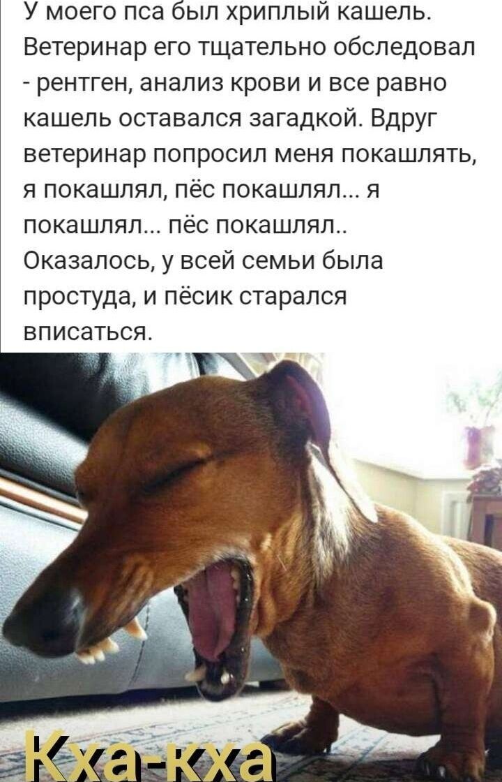 У моего пса был хриплый кашель Ветеринар его тщательно обследовал рентген анализ КРОВИ И все равно кашель ОСТЗВЭЛСЯ ЗЭГЗДКОЙ ВДРУГ ветеринар ПОПРОСИЛ МЕНЯ ПОКЕШЛЯТЬ я покашляп пёс покашляп я покашляп пёс покашпял Оказалось у всей семьи была простуда и пёсик старался вписаться