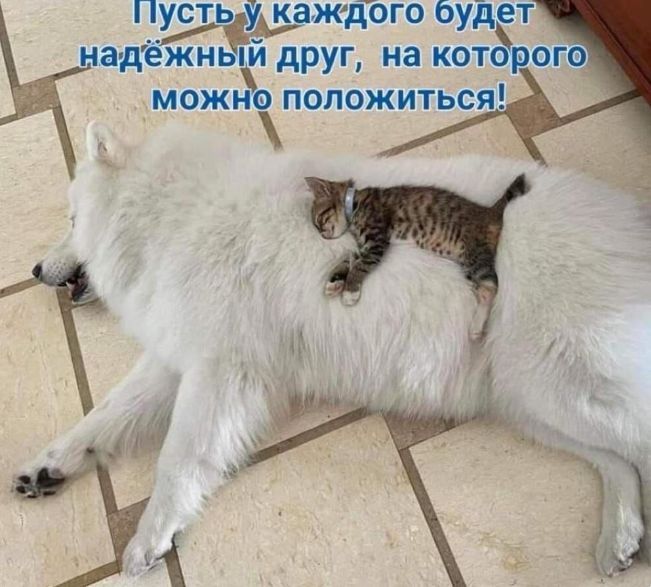 пусть каждого буд т иадёйдпй друг на кот можно попожиться
