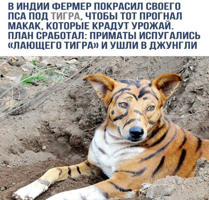 В ИНДИИ ФЕРМЕР ПОКРАСИП СВОЕГО ПСА ПОЦ ТИГРА ЧТОБЫ ТОТ ПРОГЦАЛ МАКАК КОТОРЫЕ КРАДУТ УРОЖАИ ПЛАН БРАБОТАЛ ПРИМАТЫ ИВПУГАЛИСЬ ПАЮЩЕГП ТИГРА И УШПИ В ЦЖУНГПИ