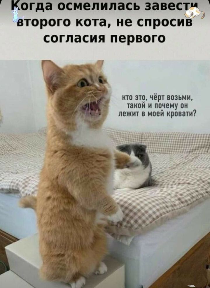 Когда осмелилась завести второго кота не спросив согласия первого то это чіш іозьии гакай и ппдвиу он лежит и иней криваги