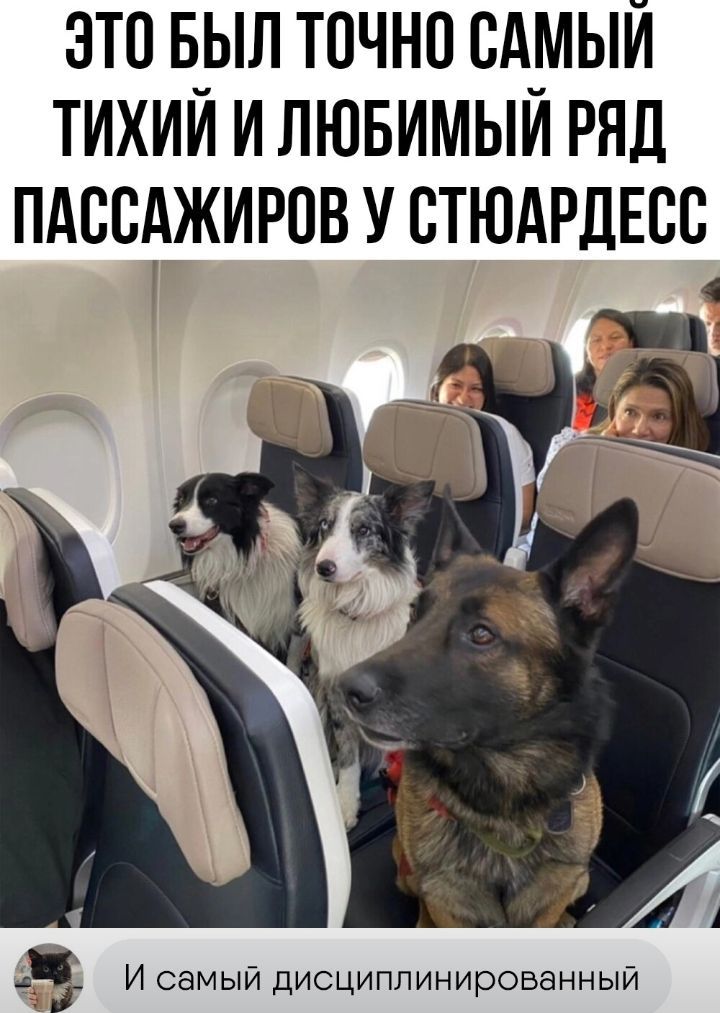 ЭТО БЫЛ ТПЧНП САМЫЙ ТИХИИ И ЛЮБИМЫИ РЯД ПАССАЖИРОВ У СТЮАРДЕВС 1 И самый дисциплинировзнный