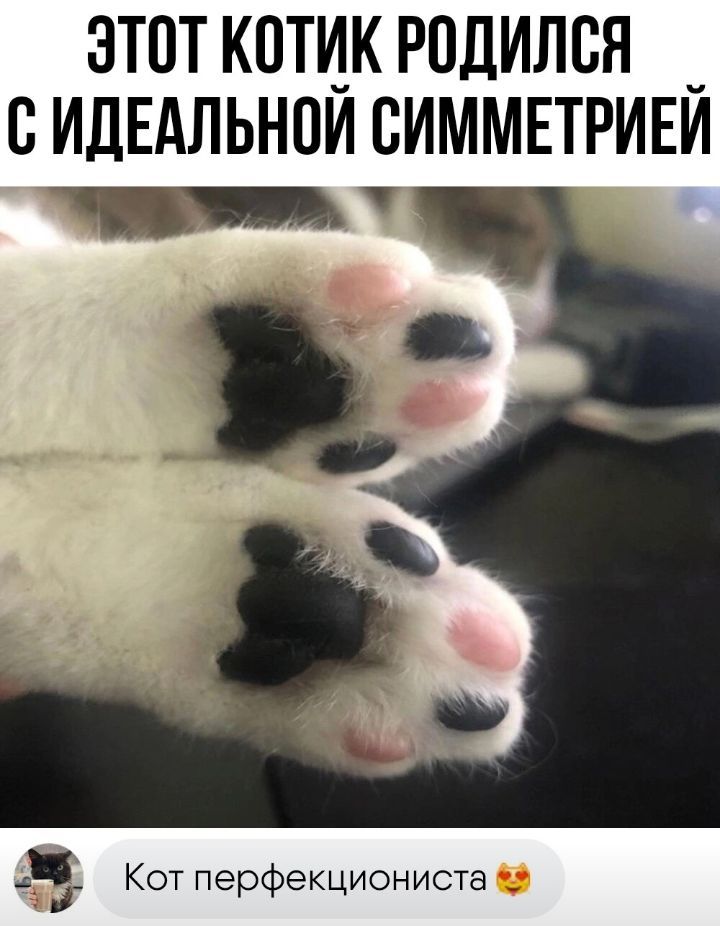 этпткотик Родился _ сидЕдльнои симмвтриви Кот перфекциониста