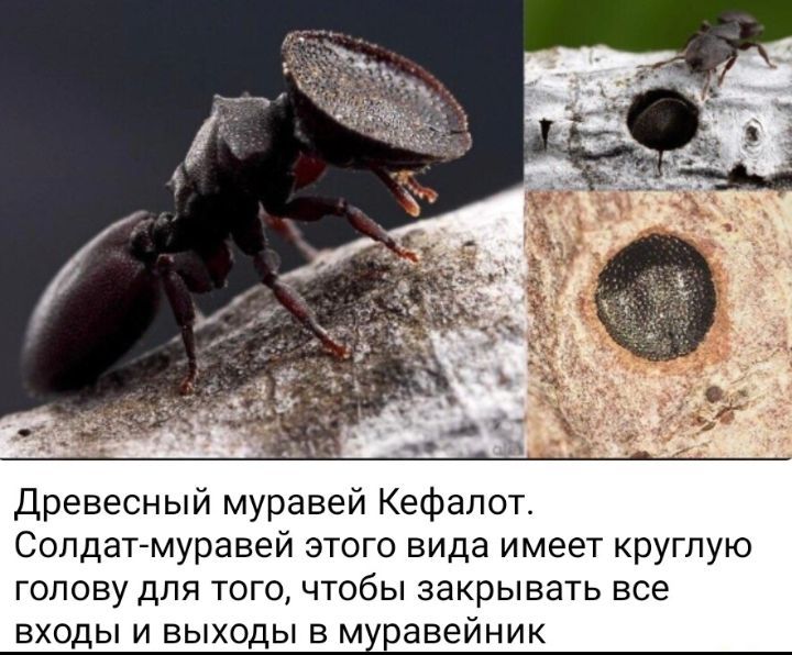 Древесный муравей Кефалот Солдат муравей этого вида имеет круглую голову для того чтобы закрывать все входы и выходы 5 м павейник