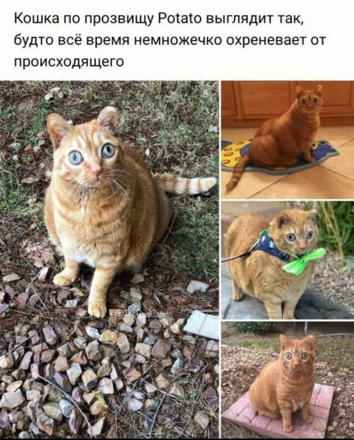 Кошка по прозвищу Роіаю выглядит так бУДТО все время НЕМНОЖЭЧКО ОХРЭНЭЕЗЕТ ОТ ПРОИСХОДЙЩЕГО