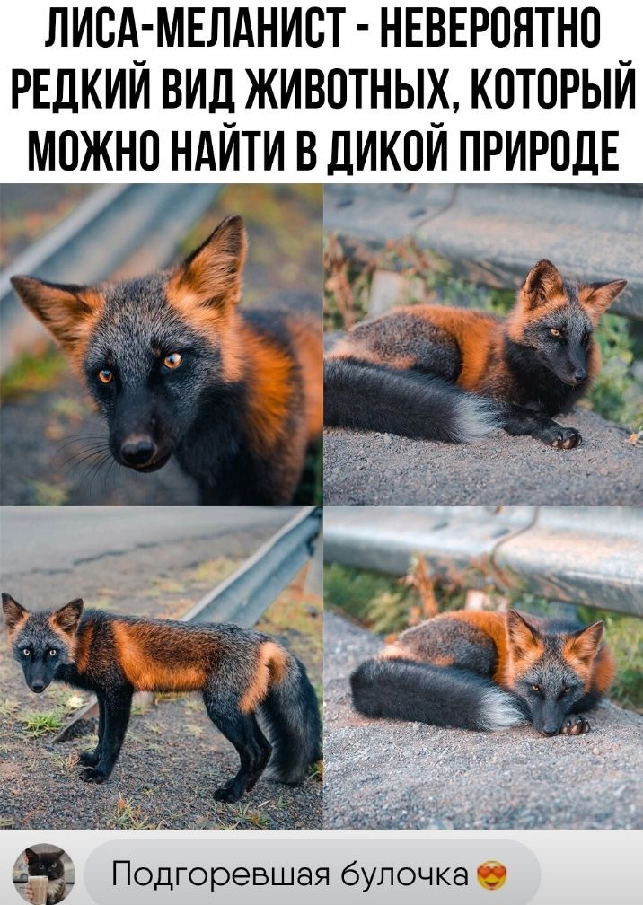 ПИСИ МЕЛАНИВТ НЕВЕРПНТНП _ РЕДКИИ ВИД ЖИВОТНЫХ КПТПРЫИ МОЖНП НАЙТИ В ДИКПИ ПРИРОДЕ их к Подгоревшая булочка _