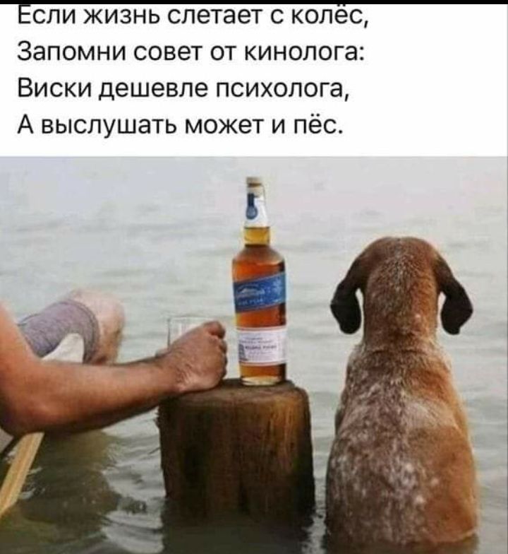 СПИ ЖИЗНЬ слетает С КОЛЕС ЗЭПОМНИ СОВЕТ ОТ КИНОЛОГЗ Виски дешевле психолога А выслушать может и пёс