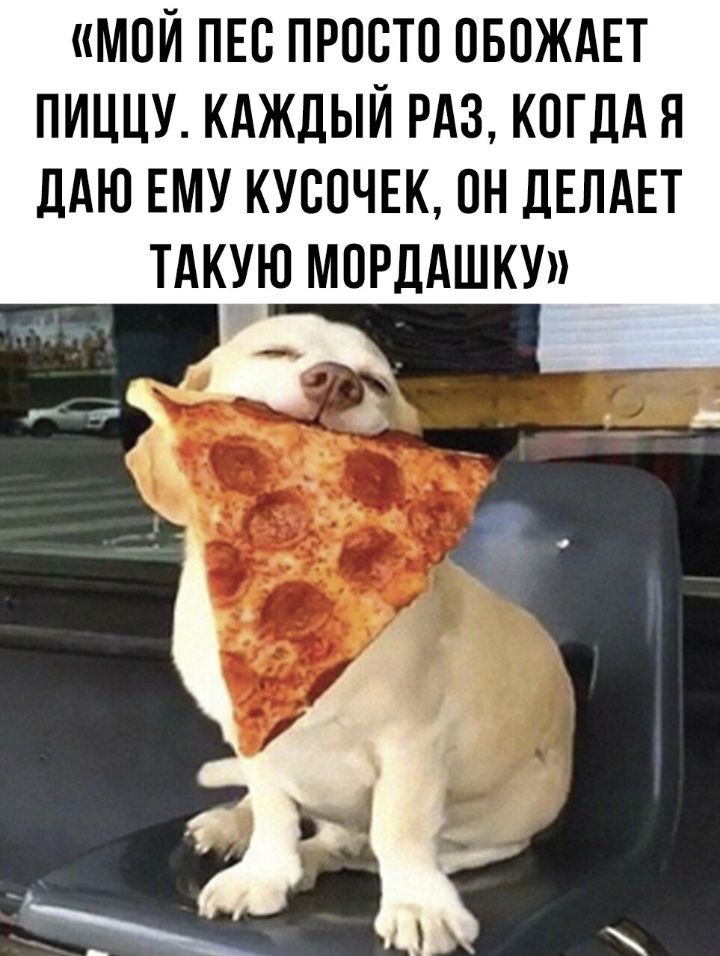 МОЙ ПЕО ПРОСТО ОБОЖАЕТ ПИЦЦУ КАЖДЫЙ РАЗ КОГДА Я ЛАЮ ЕМУ КУООЧЕК ОН ЛЕЛАЕТ ТАКХЮ МОРДАШКУ