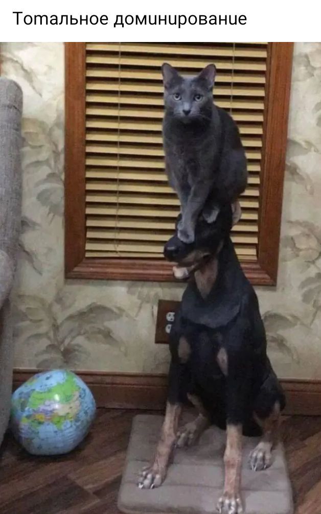 _т__________ ______________ и н а в о 0 Ш Н Ц М 0 д е о н Ь а т 0 Т
