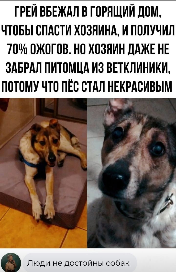ГРЕИ ВБЕЖАЛ В ГОРЯЩИИ ЛОМ ЧТОБЫ ОЛАОТИ ХОЗЯИНА И ПОЛУЧИЛ 70 ОЖОГОВ НО ХОЗЯИН ДАЖЕ НЕ ЗАБРАЛ ПИТОМЦА ИЗ ВЕТКЛИНИКИ ПОТОМУ ЧТО ПЁО СТАЛ НЕКРАСИВЫМ дуг ч Люди не достойны собак 1