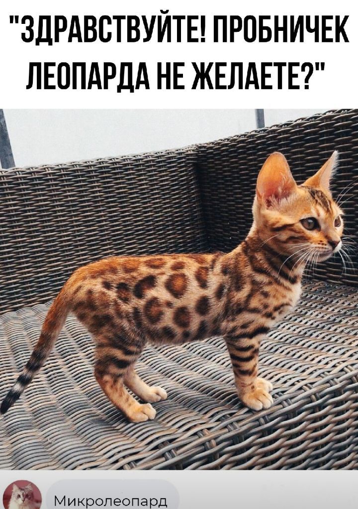 ЗДРАВВТВУЙТЕ ПРОБНИЧЕК ЛЕОПАРДА НЕ ЖЕЛАЕТЕ Микролеопард