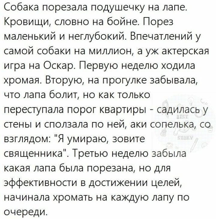 Собака порезала подушечку на лапе Кровищи словно на бойне Порез маленький и неглубокий Впечатлений у самой собаки на миллион а уж актерская игра на Оскар Первую неделю ходила хромая Вторую на прогулке забывала ЧТО ЛЗПЗ бОЛИТ НО как ТОЛЬКО переступапа порог квартиры садилась у стены и сползала по ней аки сопелька со взглядом Я умираю зовите священника Третью неделю забыла какая лапа была порезана н