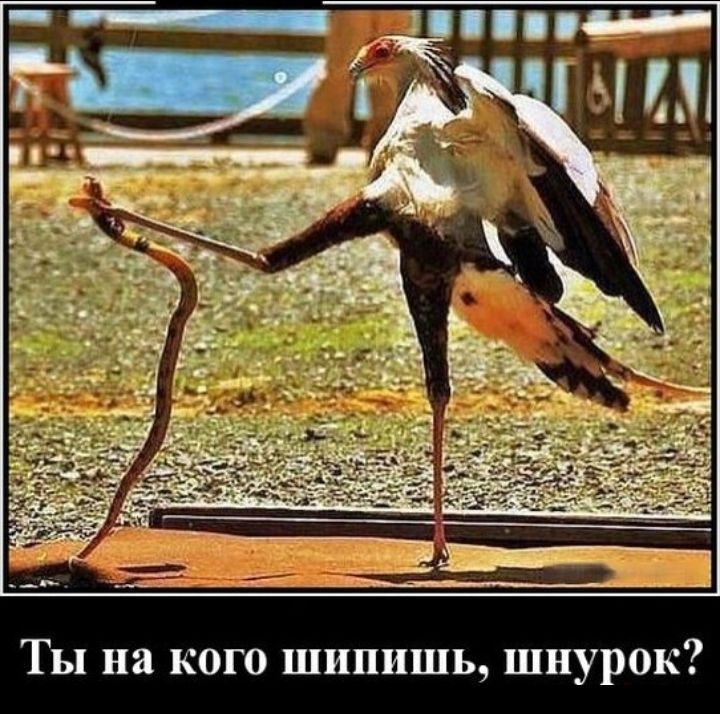 Ты на кого шипишь шнурок
