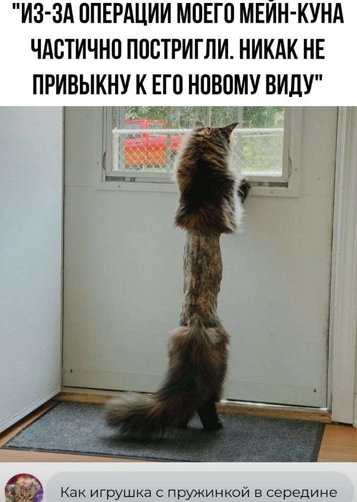 ИЗ ЗА ОПЕРАЦИИ МОЕГО МЕИН КУНА ЧАСТИЧНО ПООТРИГЛИ НИКАК НЕ ПРИВЫКНУ К ЕГО НОВОМУ ВИПУ щд ъзщъ 5 Как игрушка пружинкой в середине