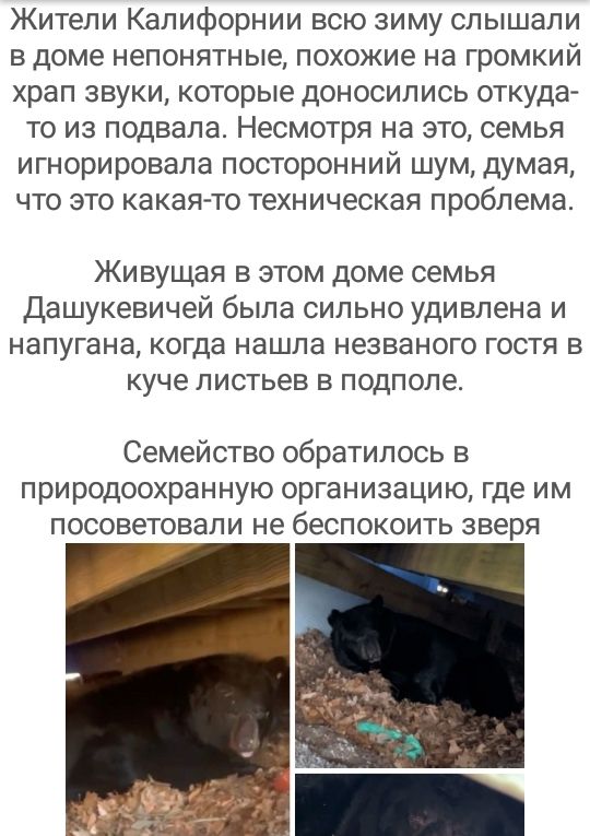 Жители Калифорнии всю зиму слышали в доме непонятные похожие на громкий храп звуки которые доносились откуда то из подвала Несмотря на это семья игнорировала посторонний шум думая что это какая то техническая проблема Живущая в этом доме семья Дашукевичей была сильно удивлена и напугана когда нашла незваного гостя в куче листьев в подполе Семейство обратилось в природоохранную организацию где им п