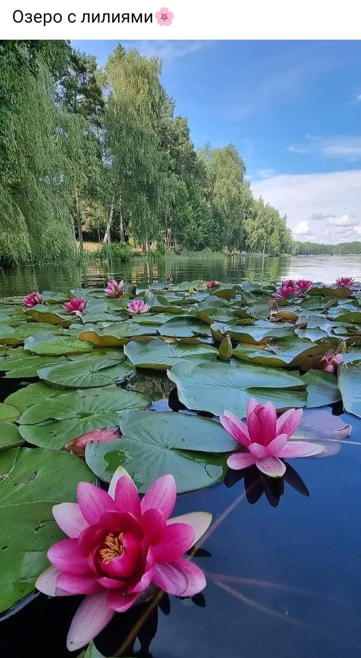 Озеро с лилиями