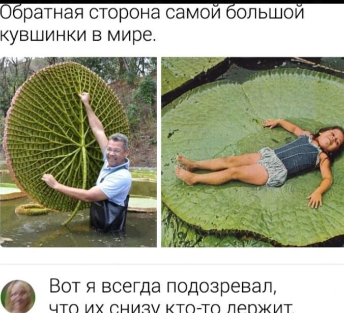 ратная сторона самои ольшои кувшинки в мире