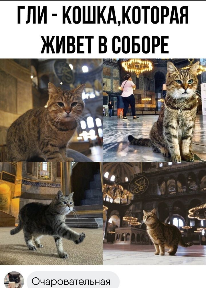 ГПИ КОШКА КОТОРАЯ ЖИВЕТВООБОРЕ