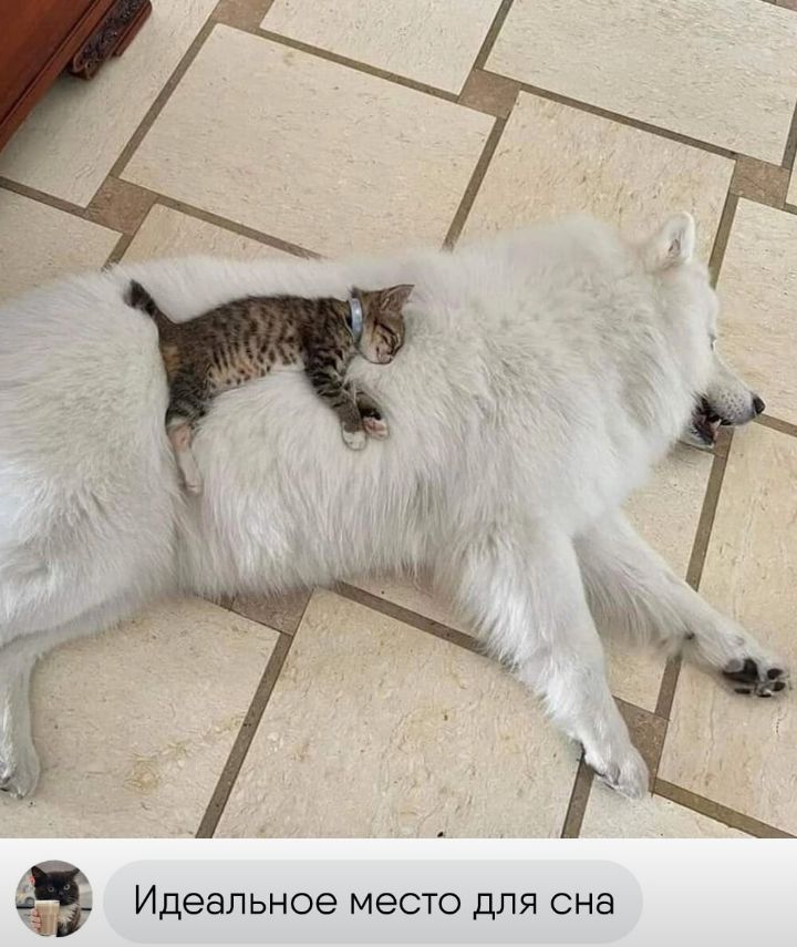 Идеальное место для сна