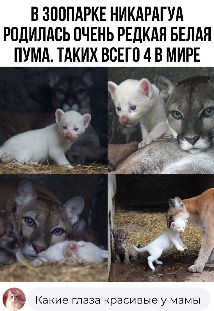 В ЗООПАРКЕ НИКАРАГУА РОДИЛАОЬ ОЧЕНЬ РЕДКАЯ БЕЛАЯ ПУМА ТАКИХ ВСЕГО 4 В МИРЕ Какие глаза красивые у мамы