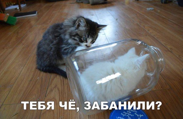 тввя чЁ_ БАНИПИ