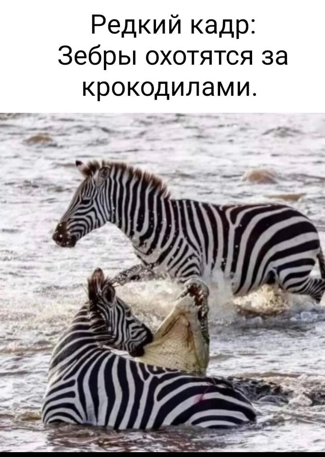 Редкий кадр Зебры охотятся за крокодилами
