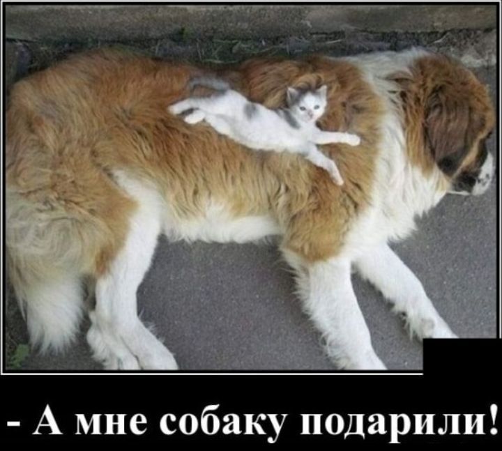 А мне собаку подарили